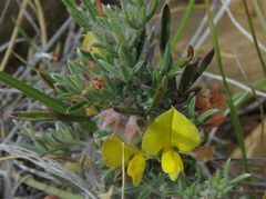 Argyrolobium collinum