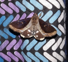 Ercheia