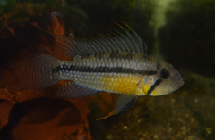 Cockatoo Cichlid photo 3