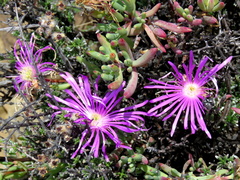 Lampranthus haworthii