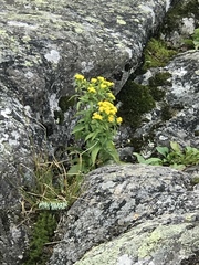 Solidago spithamaea