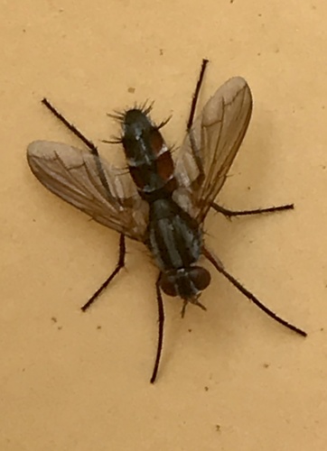 Mintho rufiventris, Leyweg, The Hague, South Holland, NL, photo 10 of 10