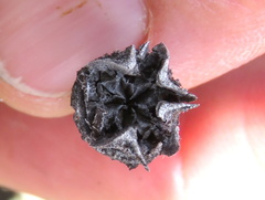 Lampranthus haworthii