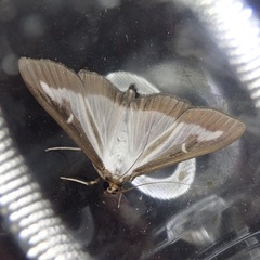 Cydalima perspectalis