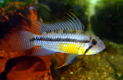 Cockatoo Cichlid photo 2