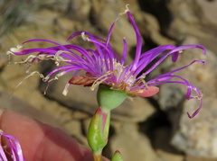 Lampranthus haworthii