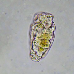 Lecane inermis