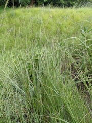 Muhlenbergia cuspidata