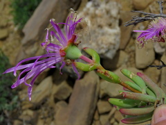 Lampranthus haworthii