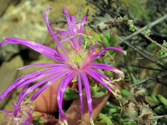 Lampranthus haworthii