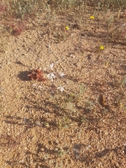 Trachyandra flexifolia