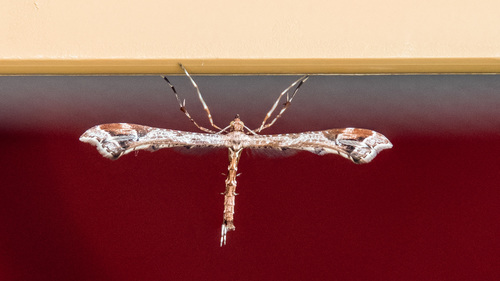 Beautiful Plume Moth