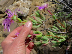 Lampranthus haworthii