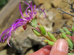 Lampranthus haworthii