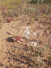 Trachyandra flexifolia