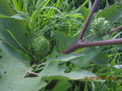 Datura stramonium