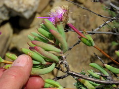 Lampranthus haworthii
