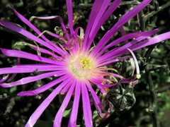 Lampranthus haworthii