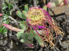 Lampranthus haworthii