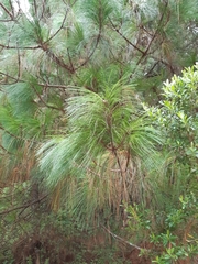Pinus montezumae