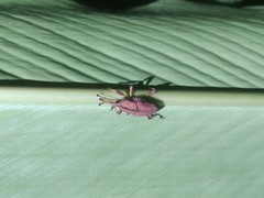 Metaprodioctes formosanus