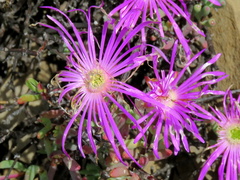 Lampranthus haworthii