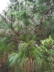 Pinus montezumae