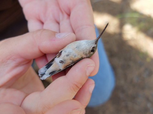 iNaturalist observation photo of Calliope Hummingbird