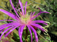 Lampranthus haworthii