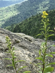 Solidago glomerata