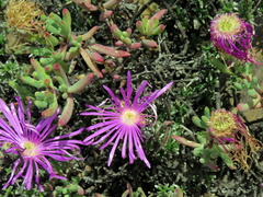 Lampranthus haworthii
