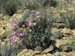 Lampranthus haworthii