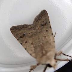 Caradrina clavipalpis