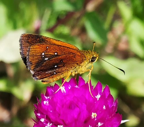 Photo of Chestnut Bob (Iambrix salsala)