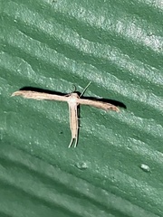 Lioptilodes albistriolatus