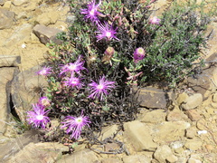 Lampranthus haworthii
