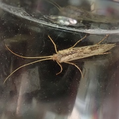 Trichoptera