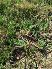 Carpobrotus