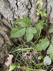 Toxicodendron radicans
