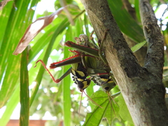 Cibotopteryx