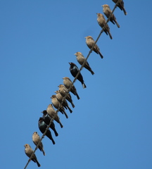Brown-Headed Cowbird photo 5