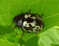 Calligrapha intermedia