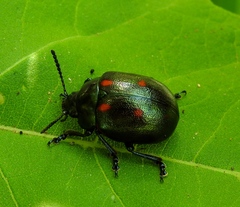 Leptinotarsa behrensi