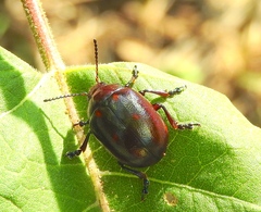 Leptinotarsa behrensi