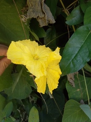 Luffa aegyptiaca