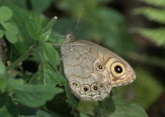 Lasiommata schakra