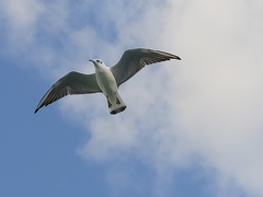 Chroicocephalus ridibundus