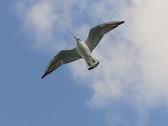 Chroicocephalus ridibundus