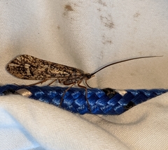 Clistoronia magnifica