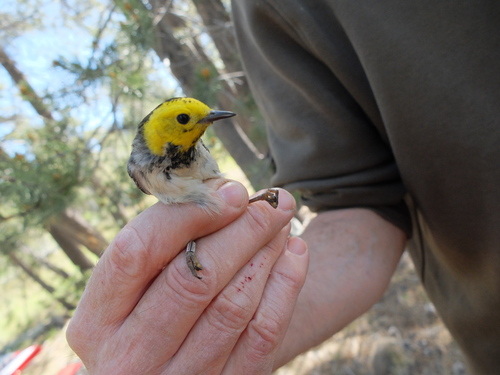 iNaturalist observation photo of Hermit Warbler